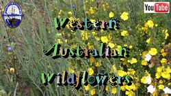 Wildflowers - K/L